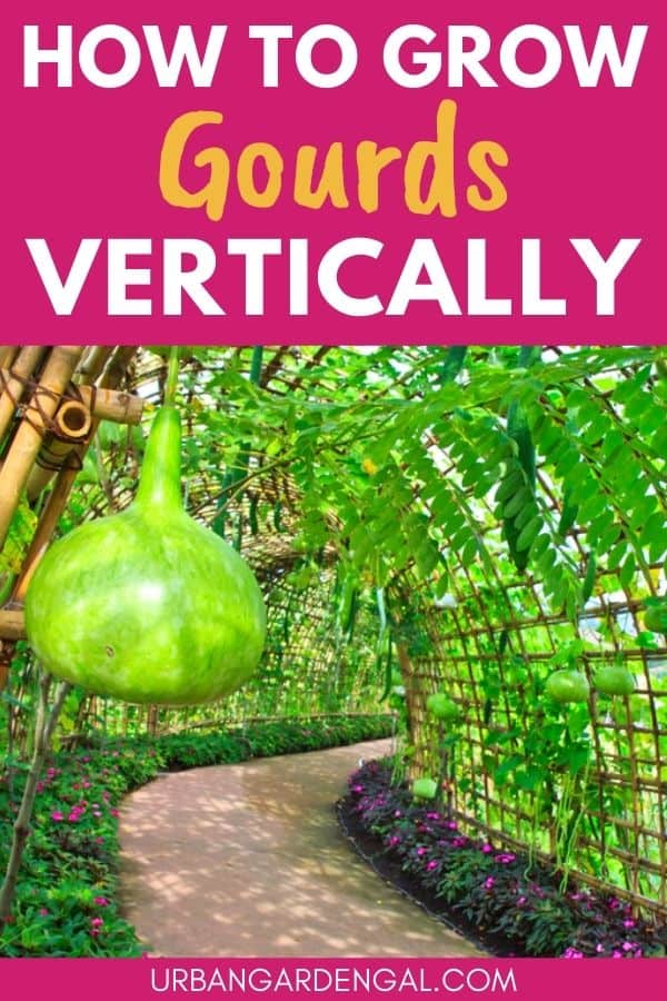 growing gourds vertically