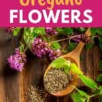 oregano herb flowers