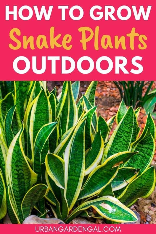 growing snake plants outdoors