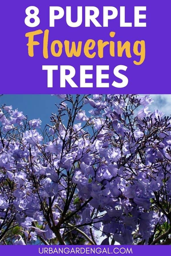 trees with purple flowers