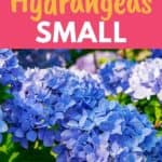 dwarf hydrangeas