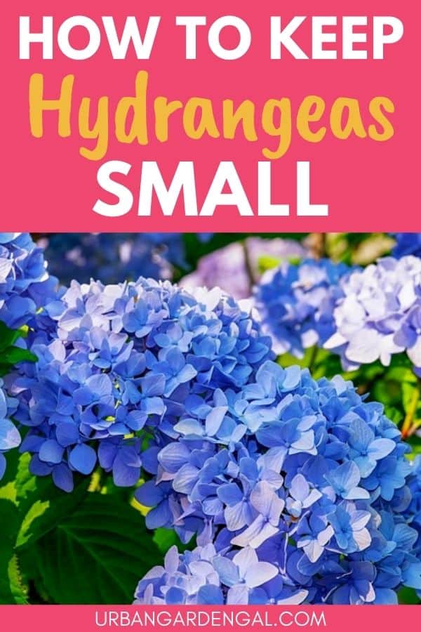 small hydrangea varieties