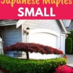 compact japanese maple trees