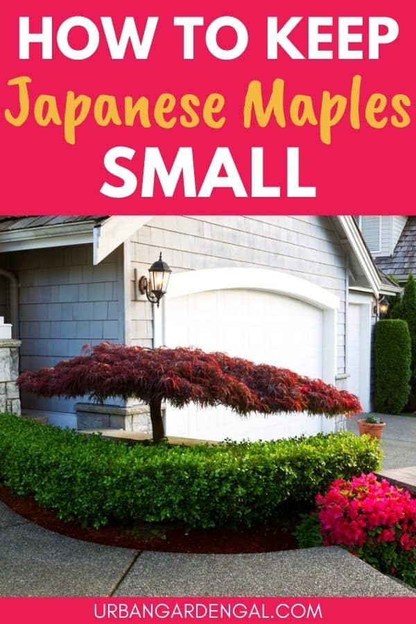 keeping japanese maple trees small