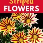 striped flower plants