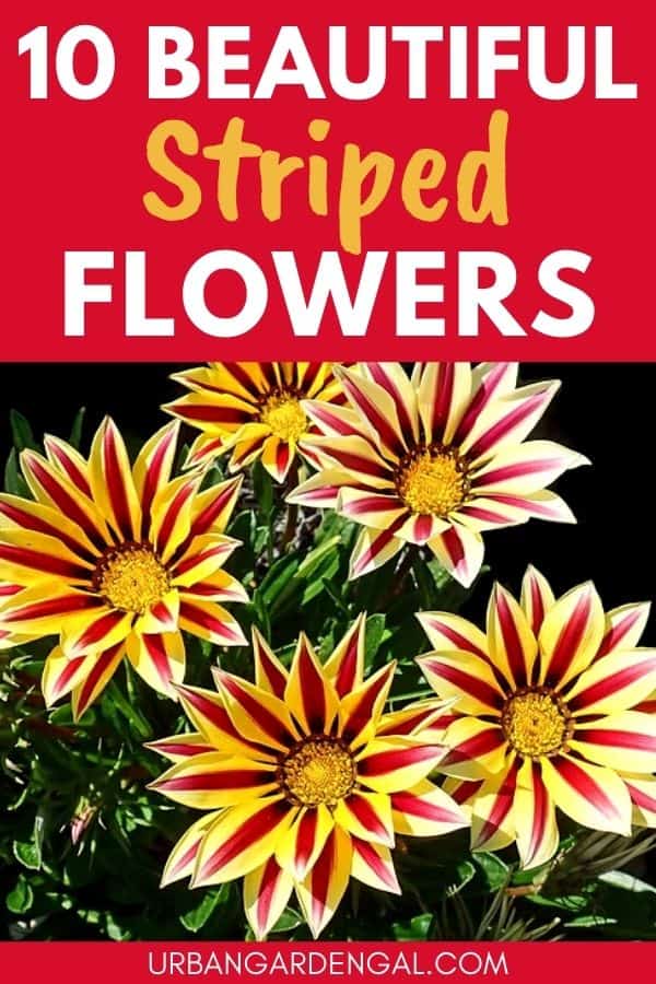 striped flowers