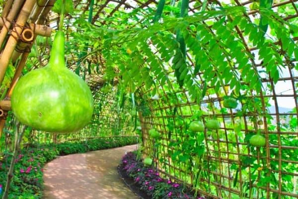 gourd tunnel