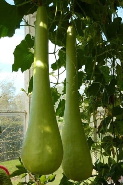 bottle gourds on a trellis