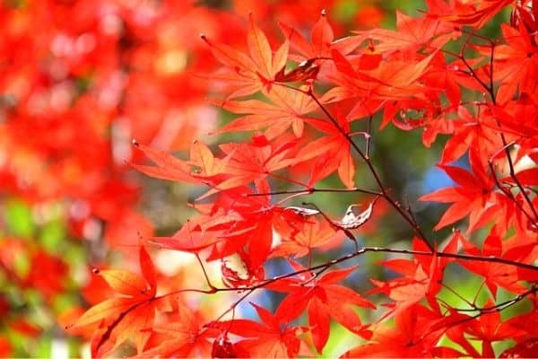 small red japanese maple