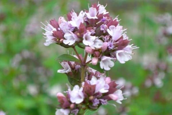 oregano flower