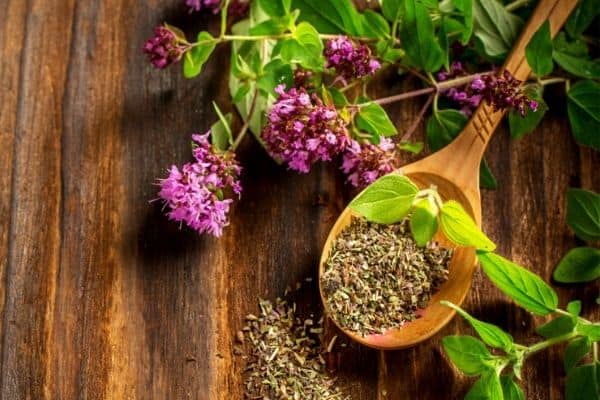 oregano flowers and leaves