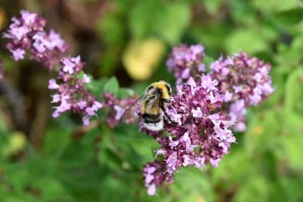 pink oregano flower