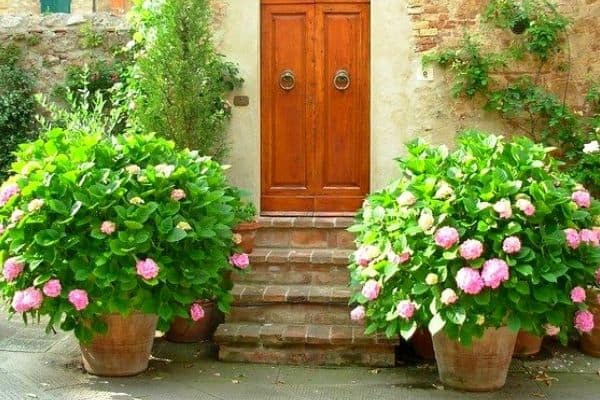 potted hydrangeas