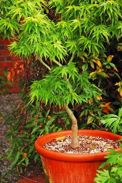 potted japanese maple tree