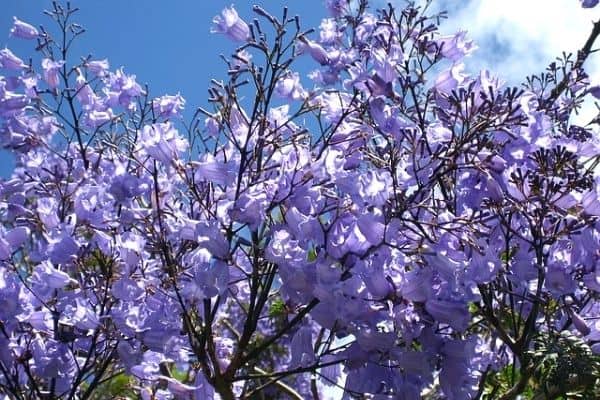 purple flowering trees