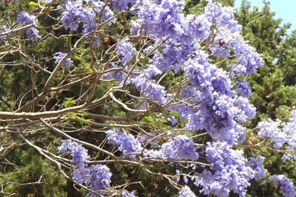 purple jacaranda tree