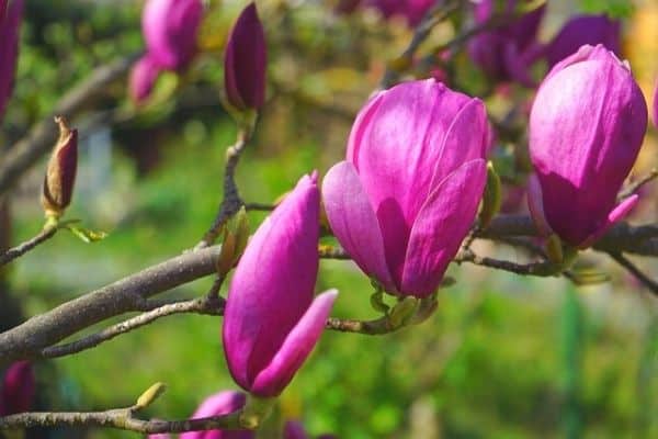 purple magnolia flowers