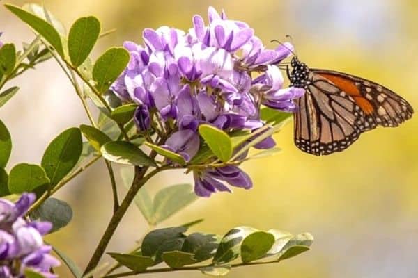 purple mountain laurel