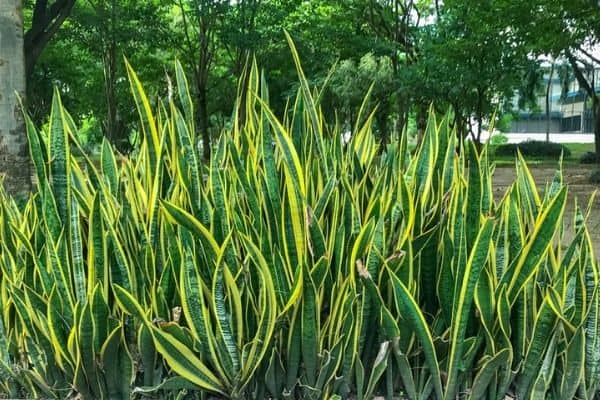 snake plants outdoors