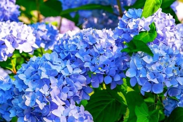 small blue hydrangea