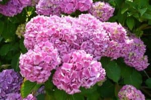 Read more about the article Best Hydrangeas For Small Gardens