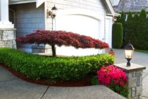 Read more about the article How To Keep Japanese Maple Trees Small