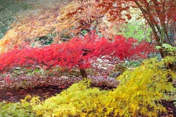 dwarf japanese maple trees