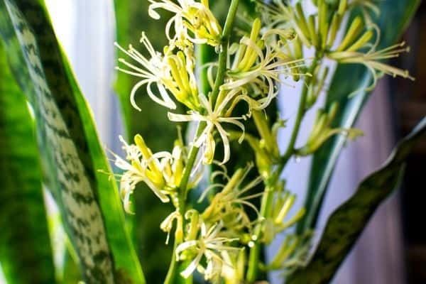 snake plant flowers