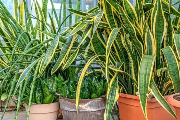 snake plants in containers
