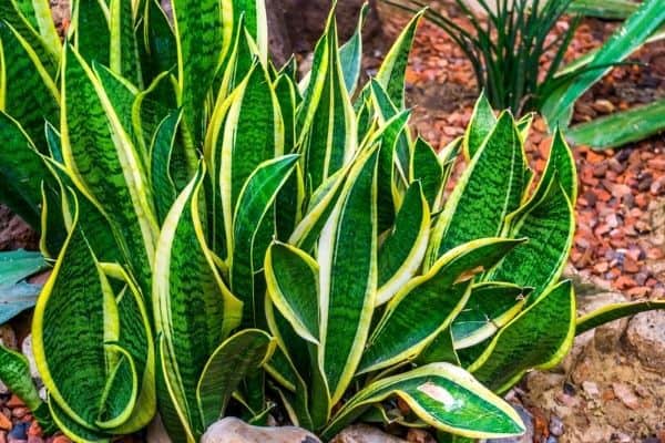 snake plants growing outdoors