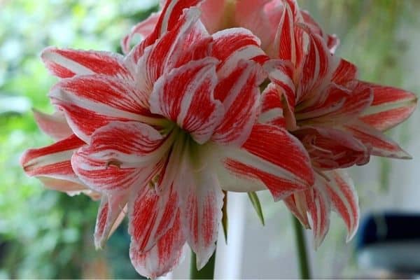 striped amaryllis flowers