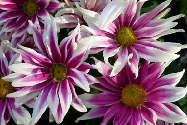 striped aster flowers