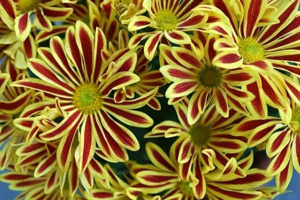 striped chrysanthemums