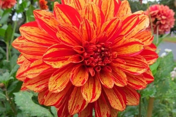 striped dahlia flowers