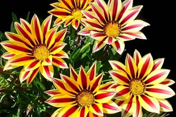 Read more about the article 10 Beautiful Striped Flowers