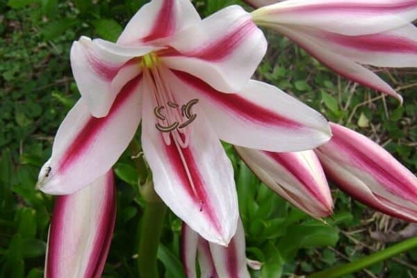 striped lily flowers