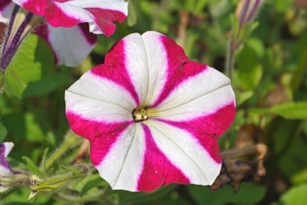 striped petunia flower