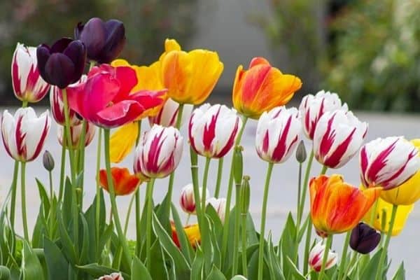 striped tulip flowers