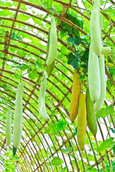 vertical gourd vines