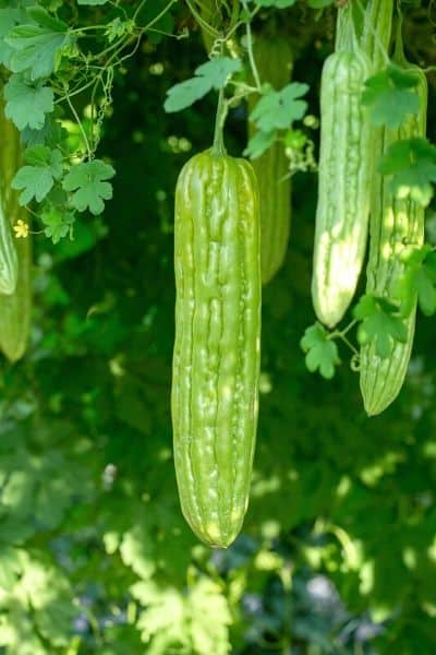 bitter melon plant