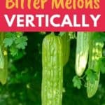 trellising bitter melons
