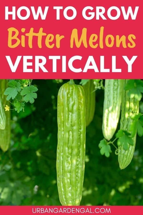 growing bitter melons vertically
