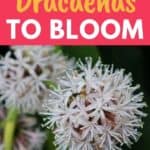 dracaena fragrans flower