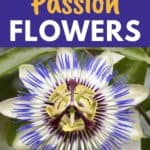 drying passion flowers