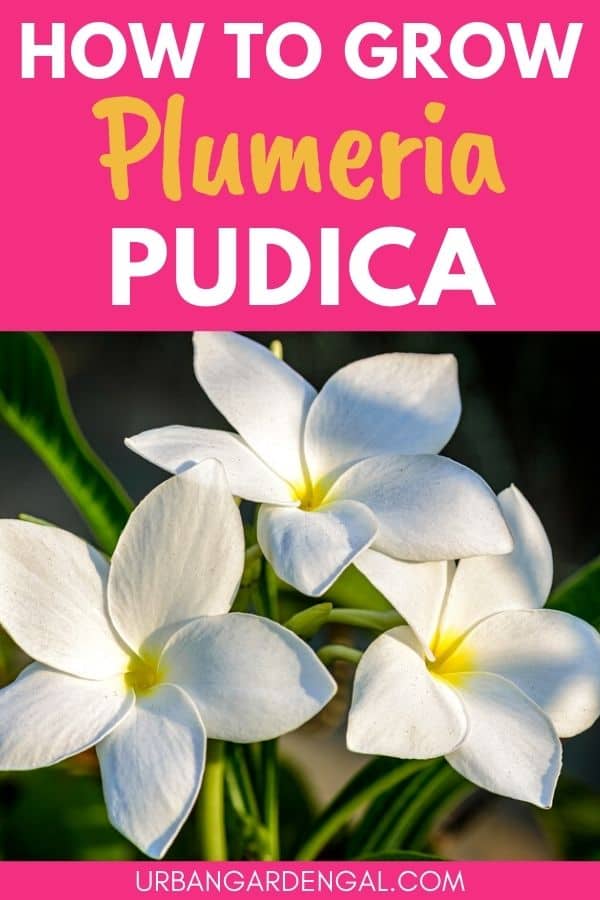 planting plumeria pudica