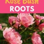 rose plant roots