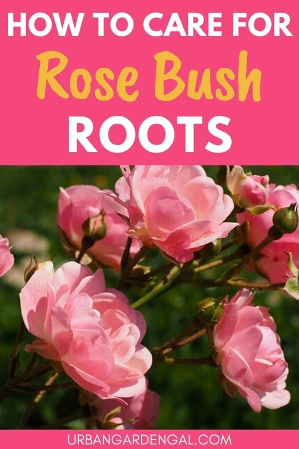 rose root system