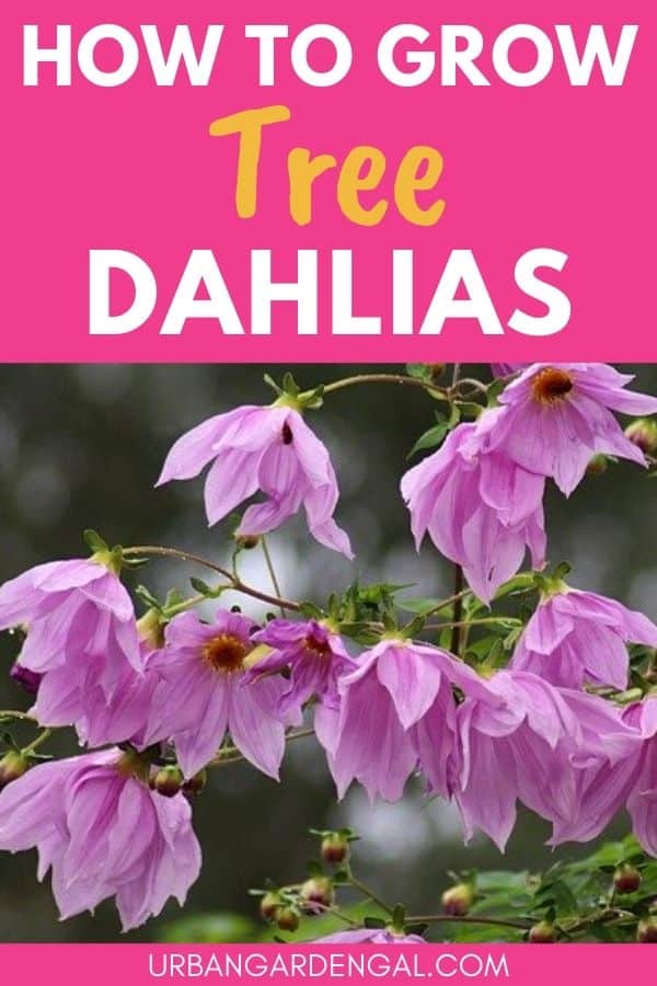 growing tree dahlia plants