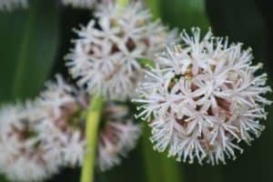 Read more about the article How To Get Corn Plants (Dracaena fragrans) To Bloom