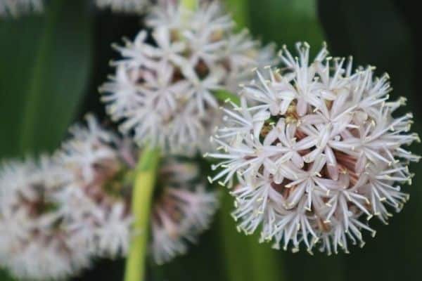 corn plant flowers